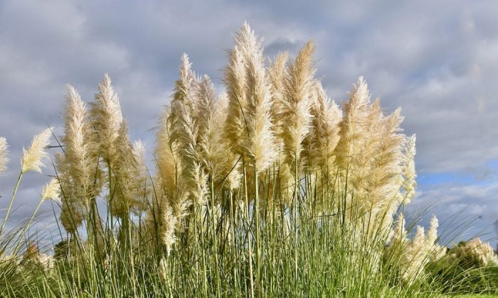 Pampas grass