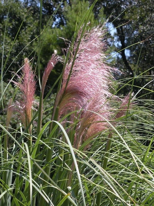 Pampas grass 