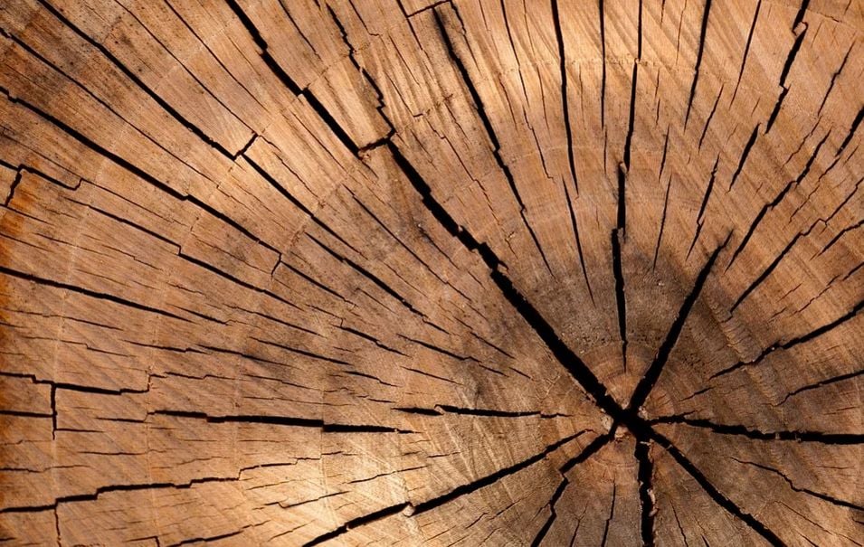 Tree stumps