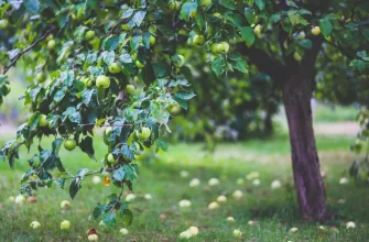 Fruit trees