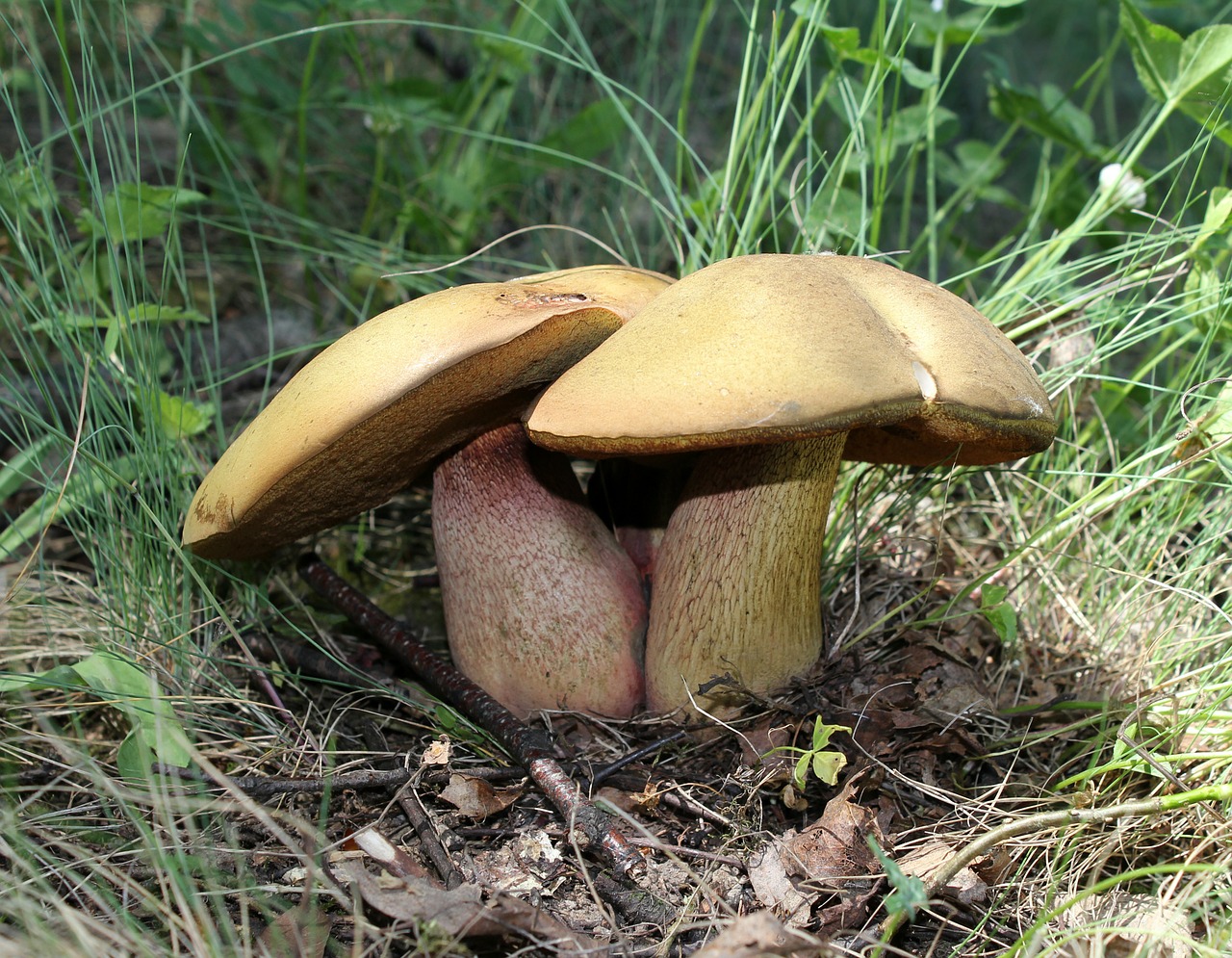 Scarletina mushroom