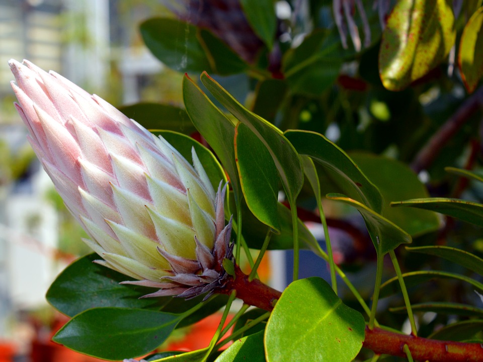 King protea 