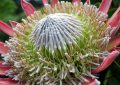 King protea