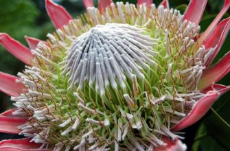 King protea