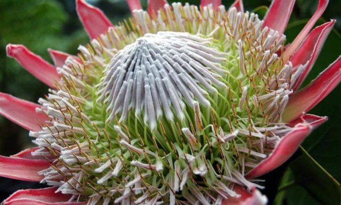 King protea