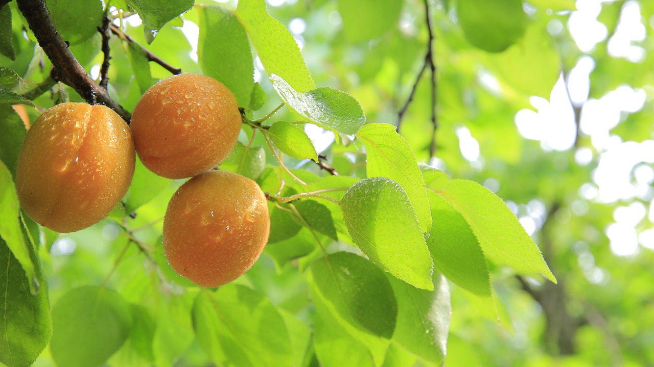 Fruit trees