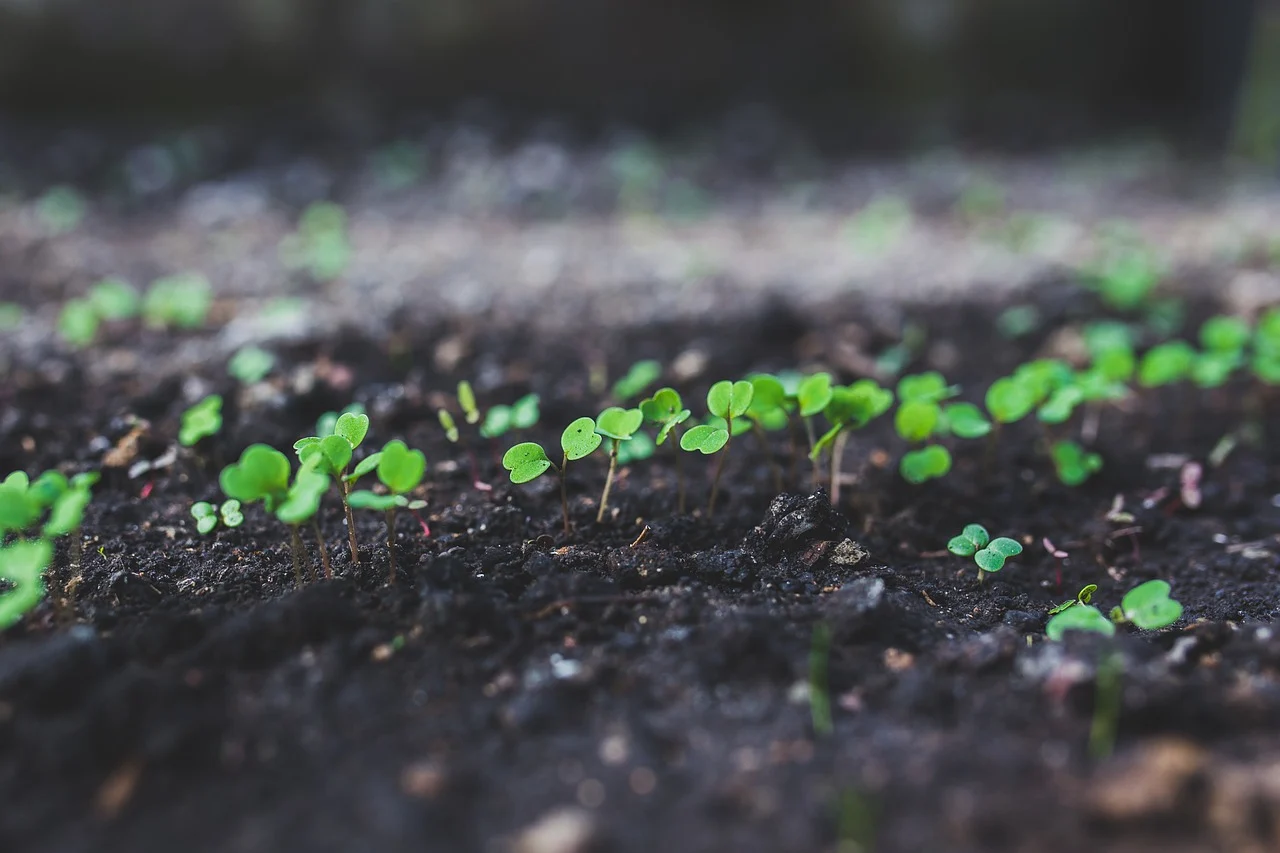 Arugula