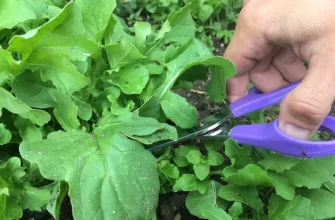 Arugula