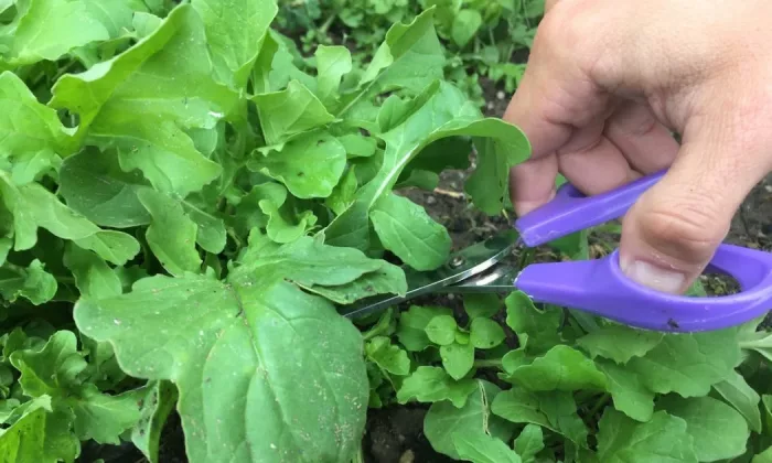 Arugula