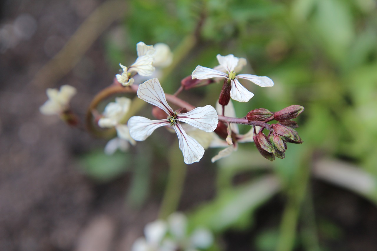 Arugula