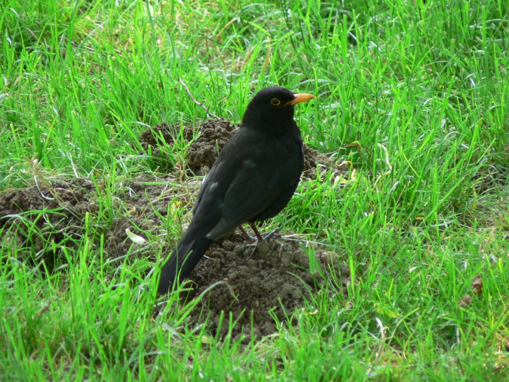 Blackbird