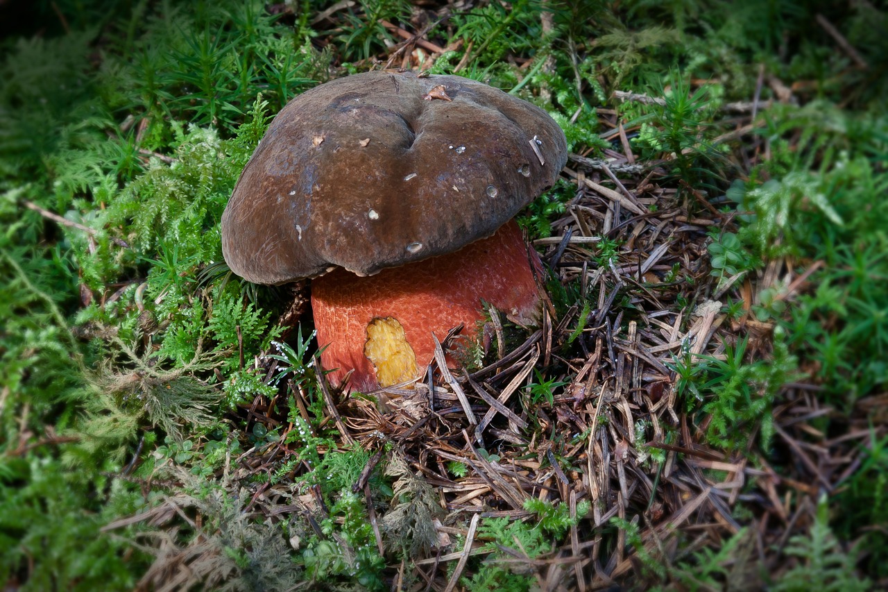 Scarletina mushroom