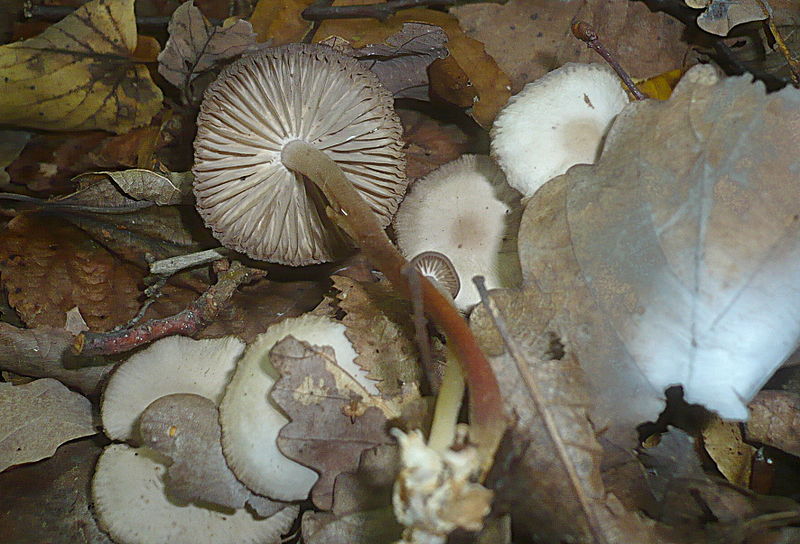 Fairy ring mushroom 