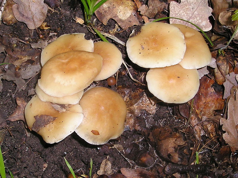 Fairy ring mushroom 