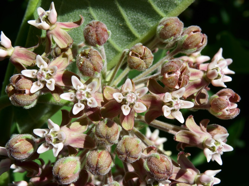 Butterfly weed 