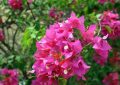 Bougainvillea glabra