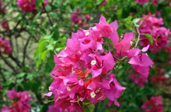 Bougainvillea glabra