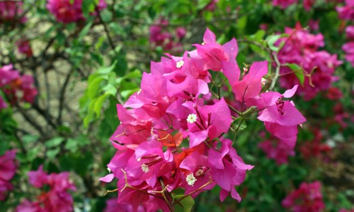 Bougainvillea glabra