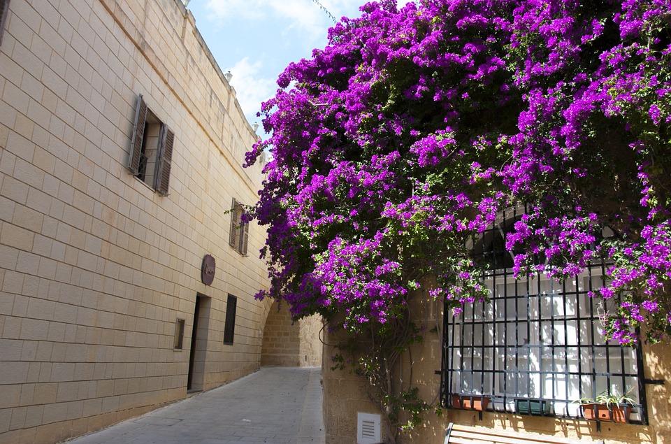 Bougainvillea glabra