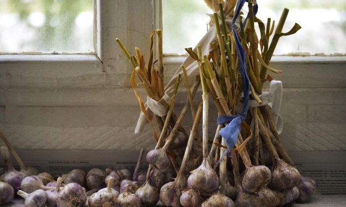 Garlic