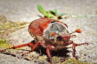 Cockchafer