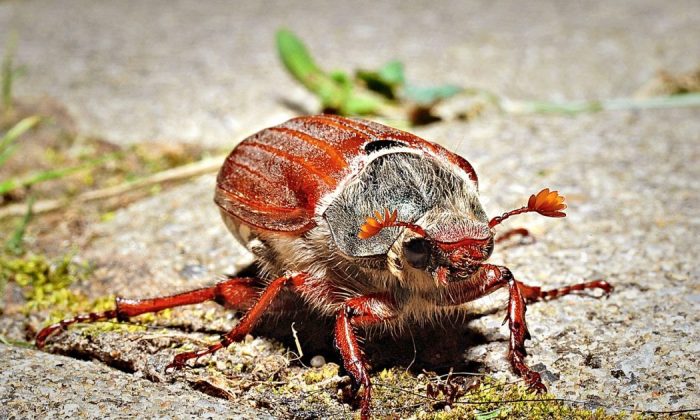 Cockchafer