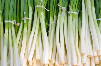 Spring onions