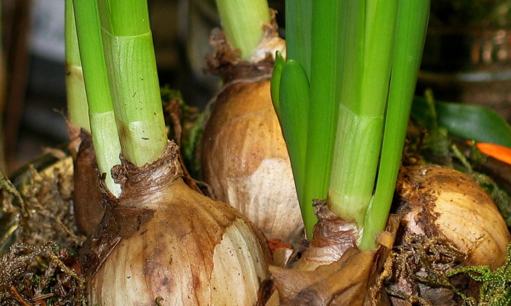 Tips how to store daffodil and tulip bulbs