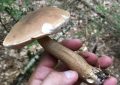 Bitter bolete