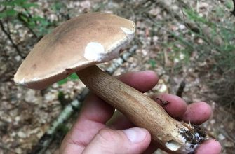 Bitter bolete