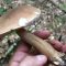 Bitter bolete