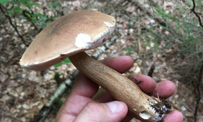 Bitter bolete