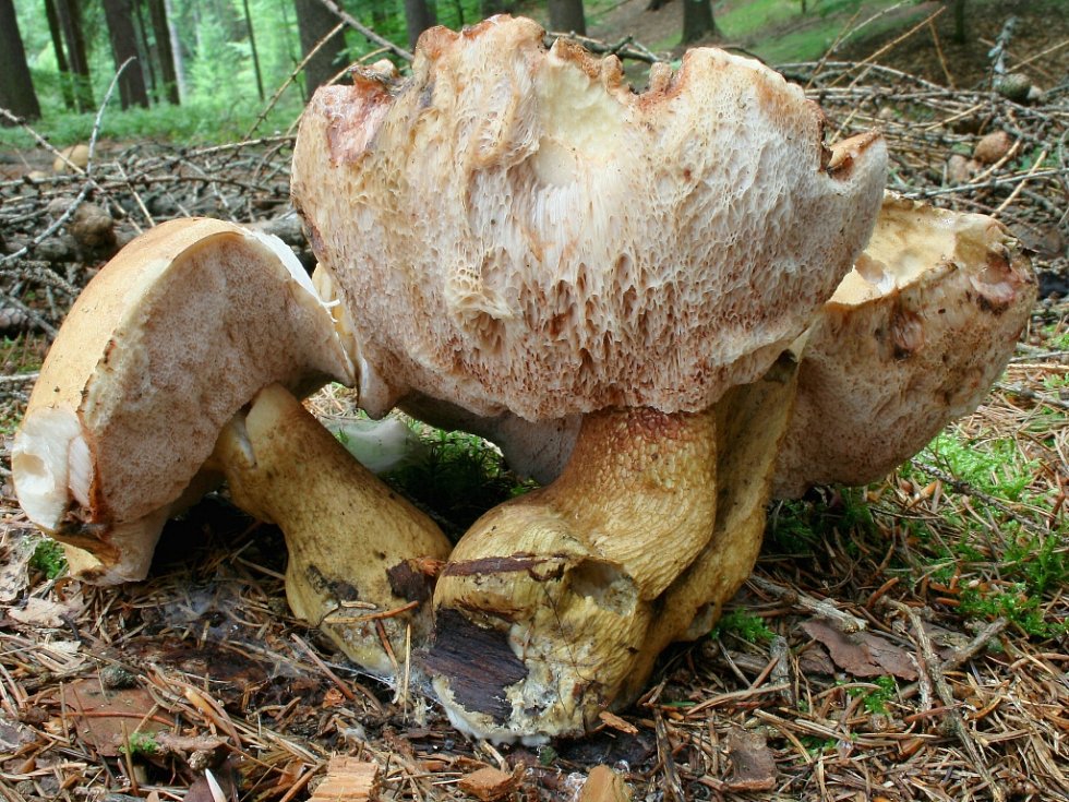 Bitter bolete 