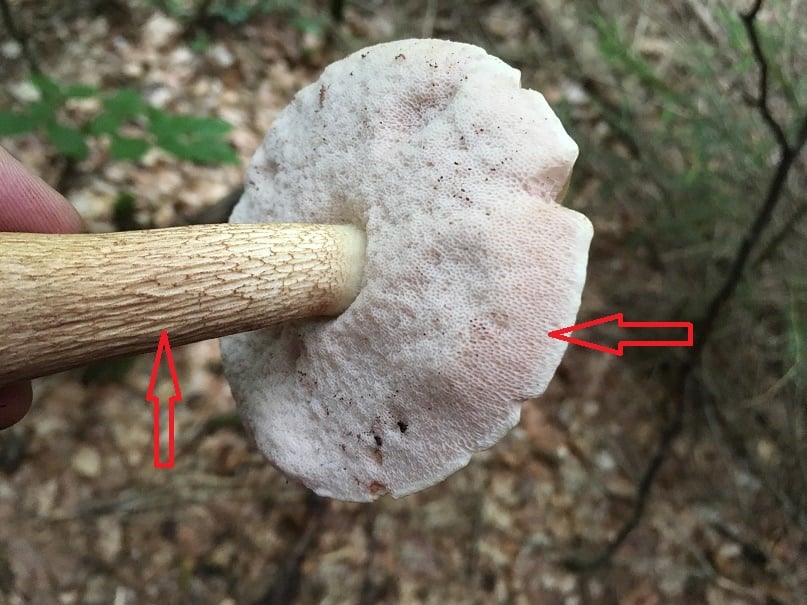 Bitter bolete 