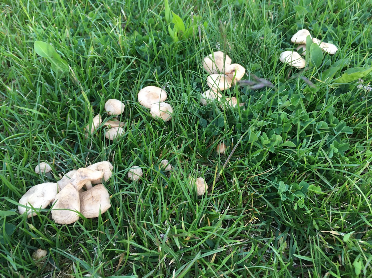 Fairy ring mushroom 