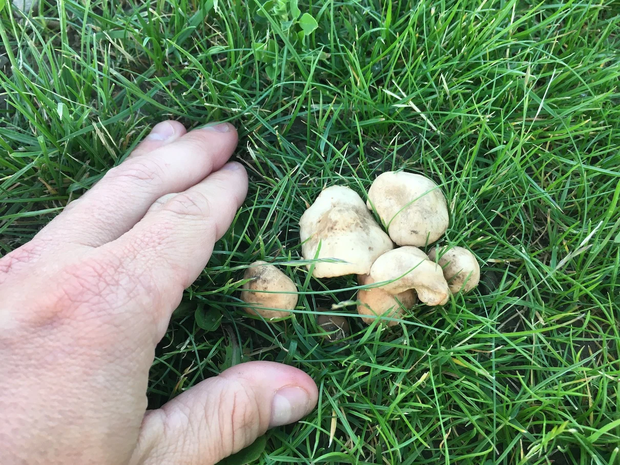 Fairy ring mushroom 