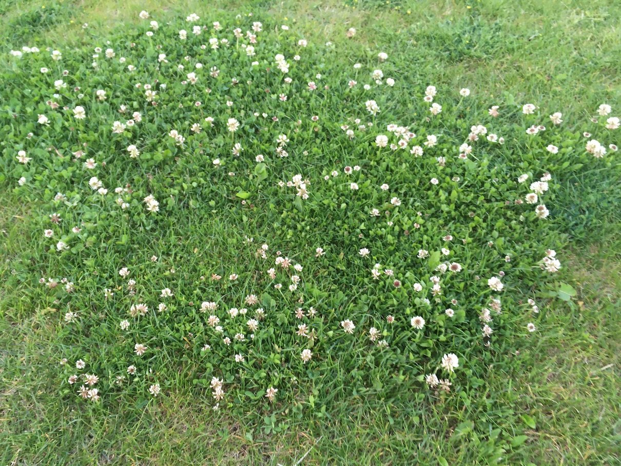 Clover