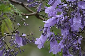 Jacaranda mimosa