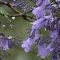 Jacaranda mimosa