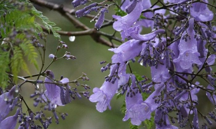 Jacaranda mimosa