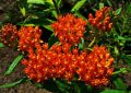 Butterfly weed