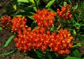 Butterfly weed