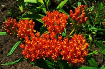 Butterfly weed