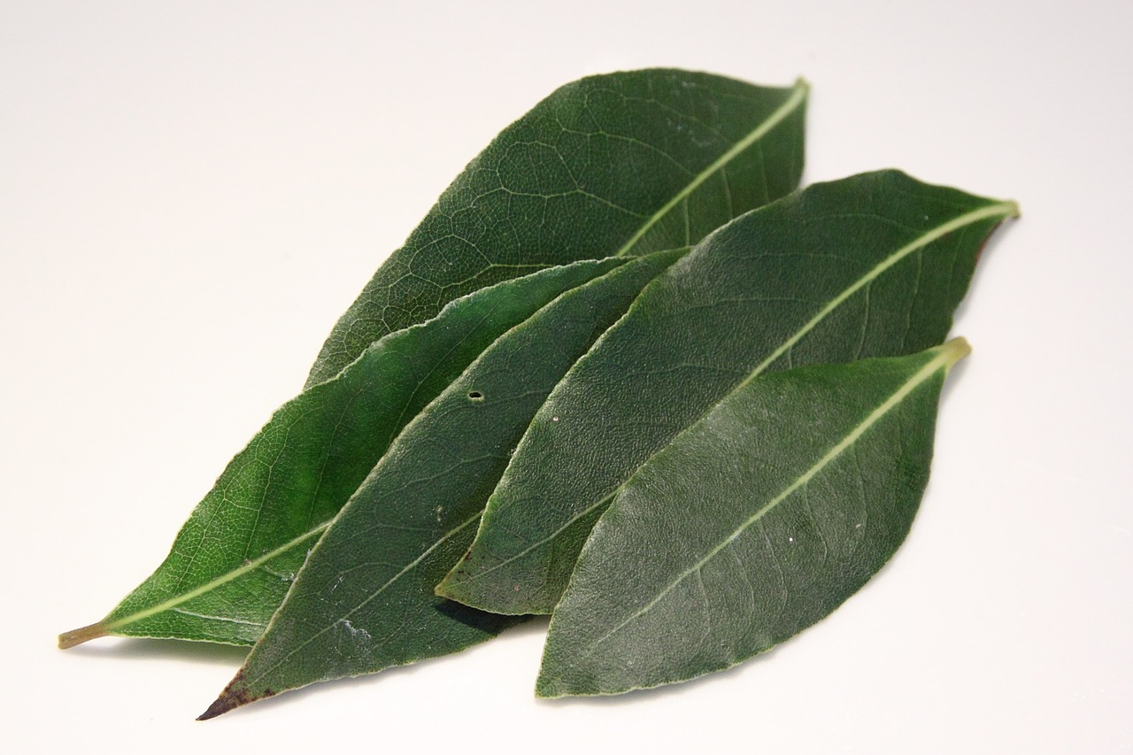 Bay leaf