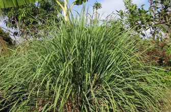 Lemongrass