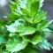 Lovage