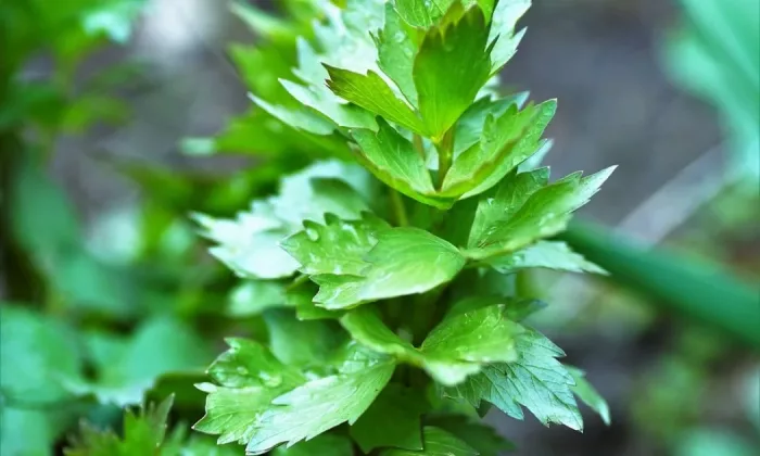 Lovage