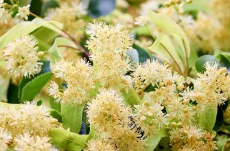 Linden flowers