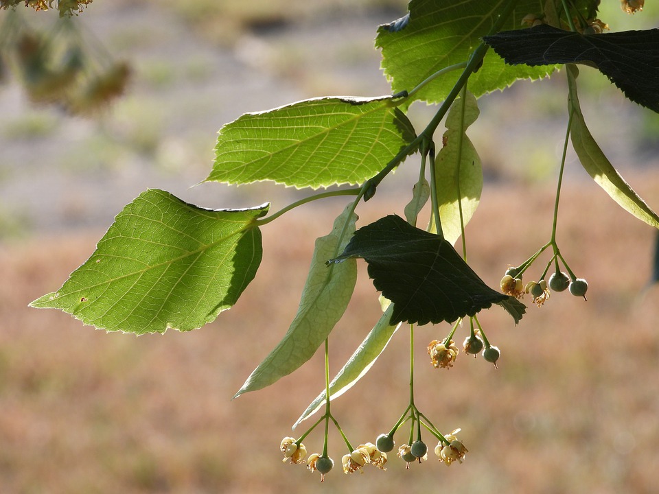 Linden flowers