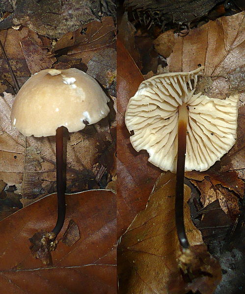 Fairy ring mushroom 